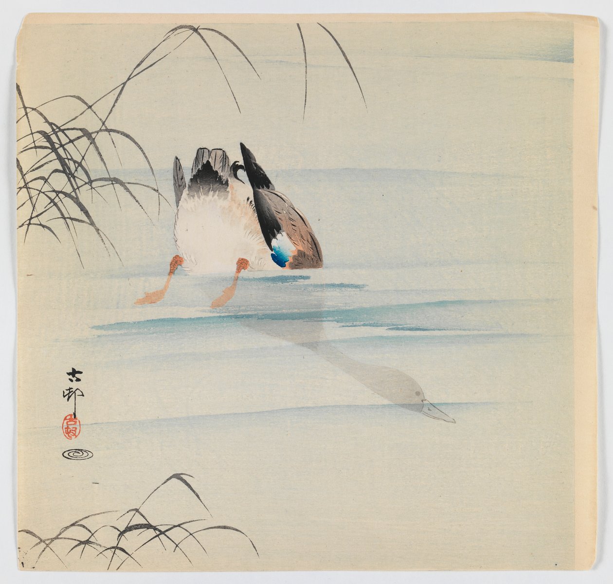 Pato buceador, c.1910 de Ohara Koson