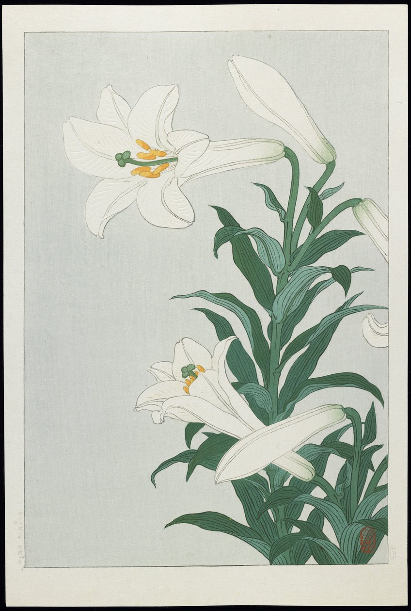 Lirio blanco, 1930s de Ohara Koson