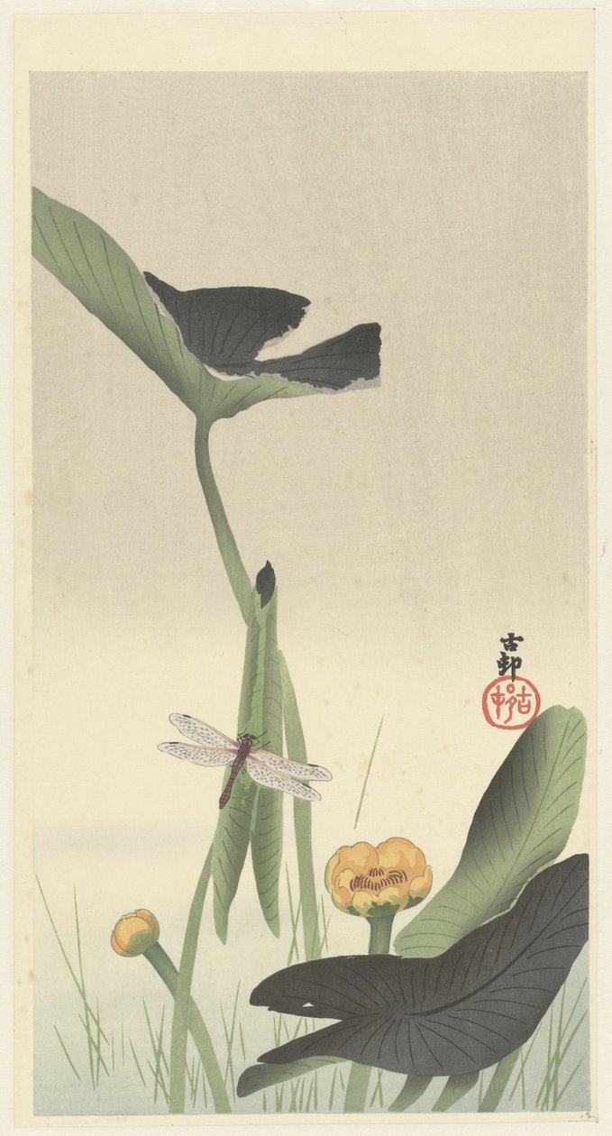 Libélula y flor de loto, c.1900-30 (xilografía en color) de Ohara Koson