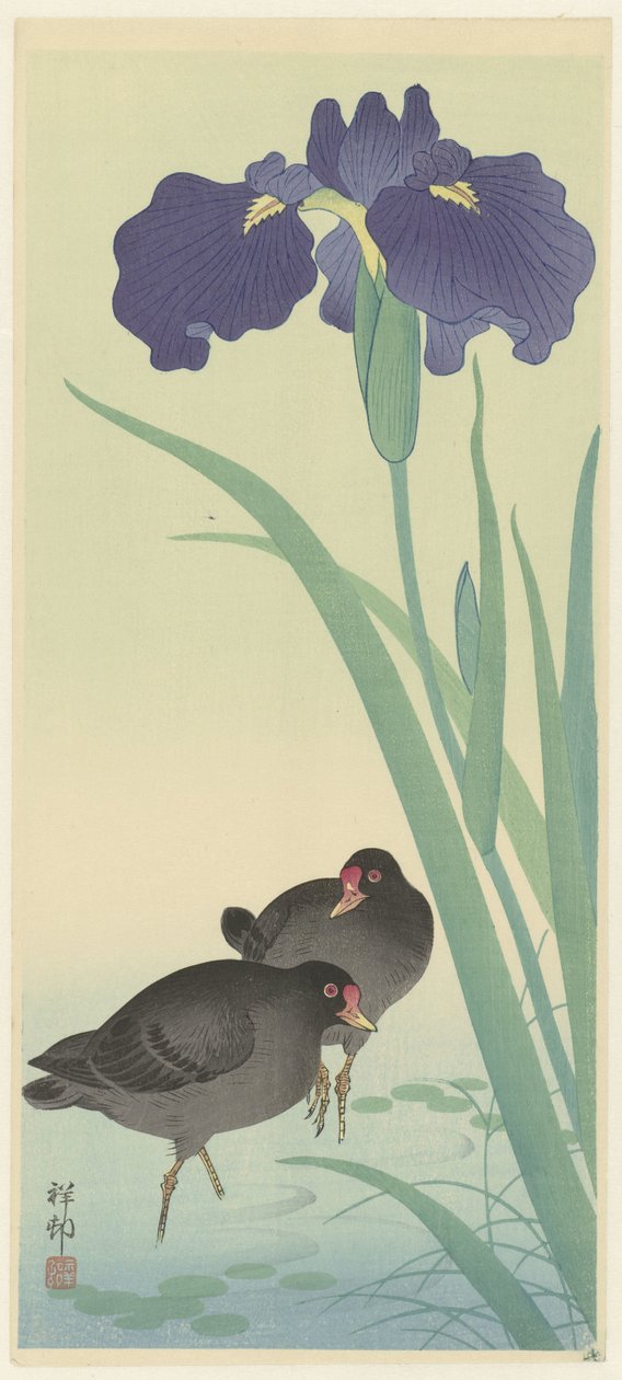 Pollas de agua e iris. de Ohara Koson