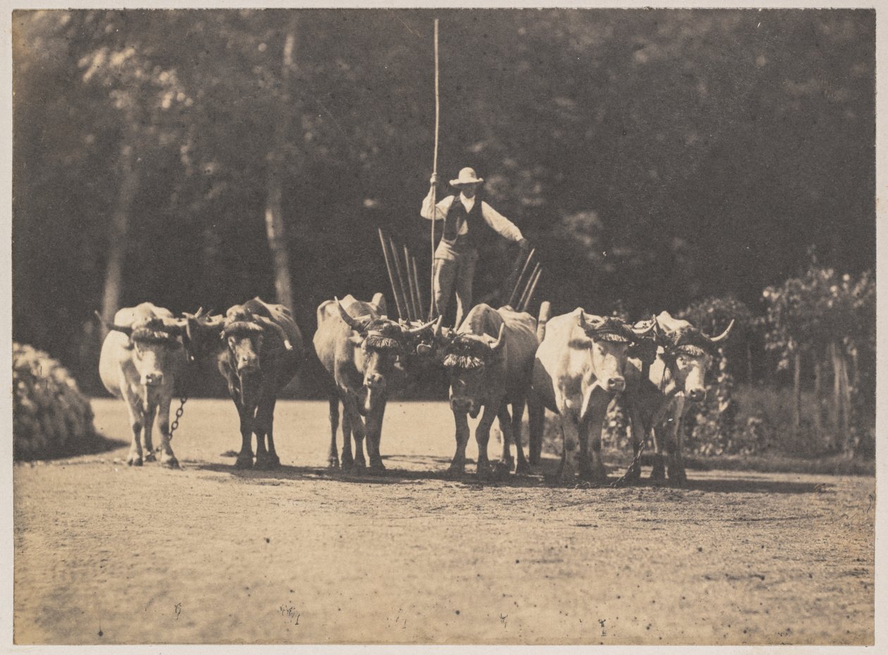 Six Oxen Team with their Driver de Olympe Aguado