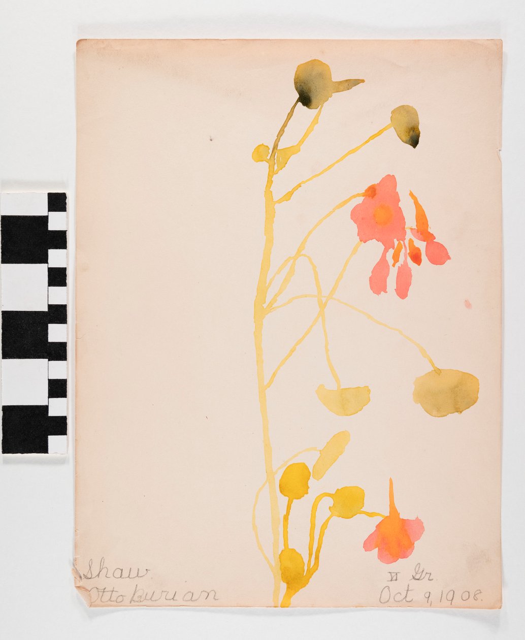 Flores naranjas de Otto Burian