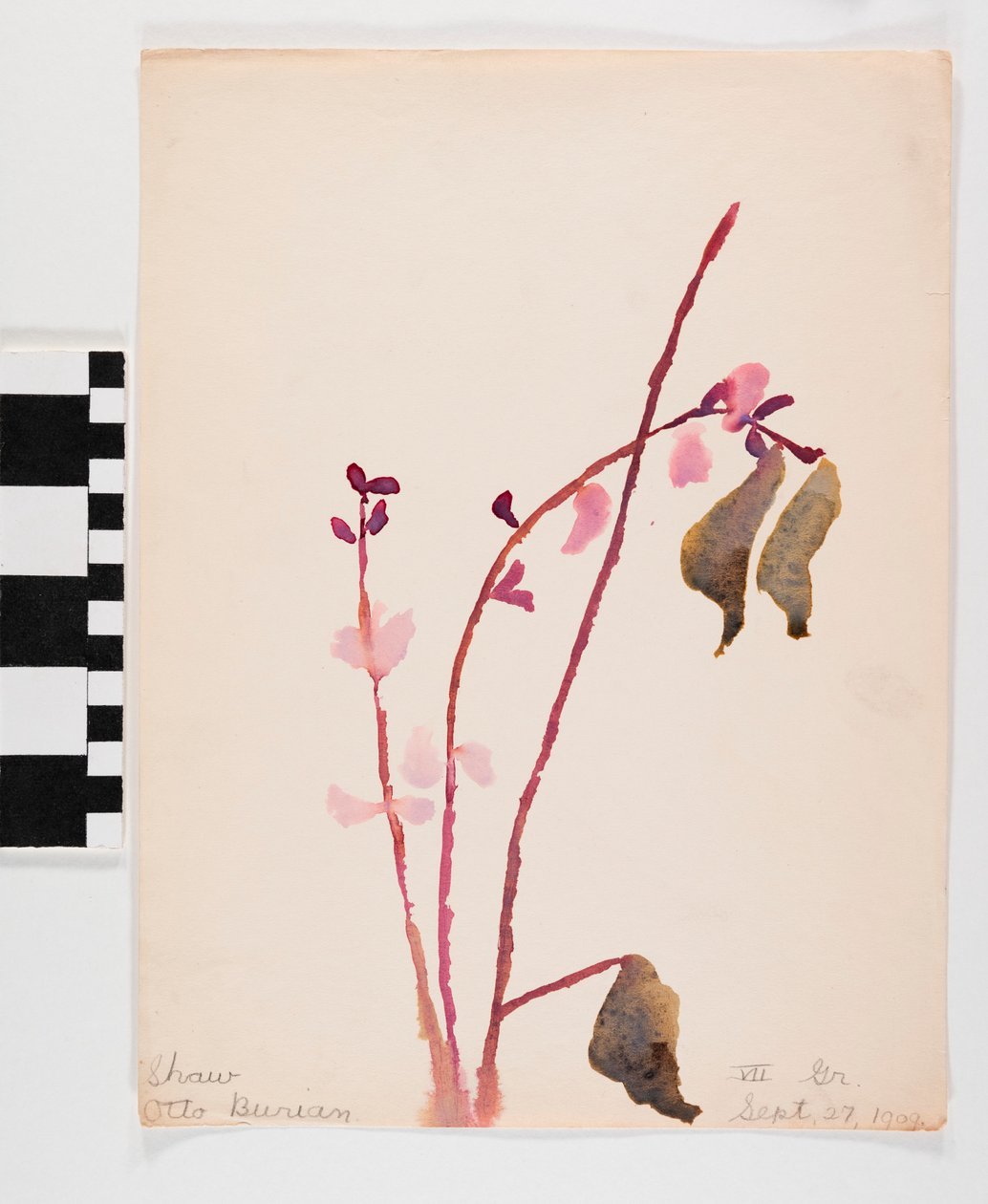 Acuarela sobre papel de flores rosadas con tallos marrones de Otto Burian