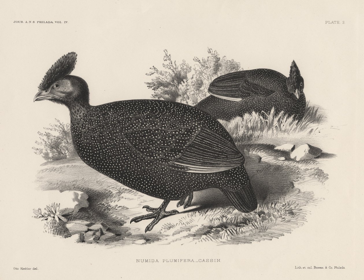 Numida Plumifera, litografía por Bowen y Co., 1850 de Otto Koehler