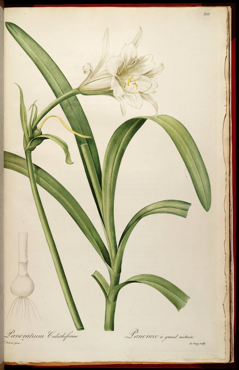 Ismene narcissiflora de Pierre Joseph Redouté