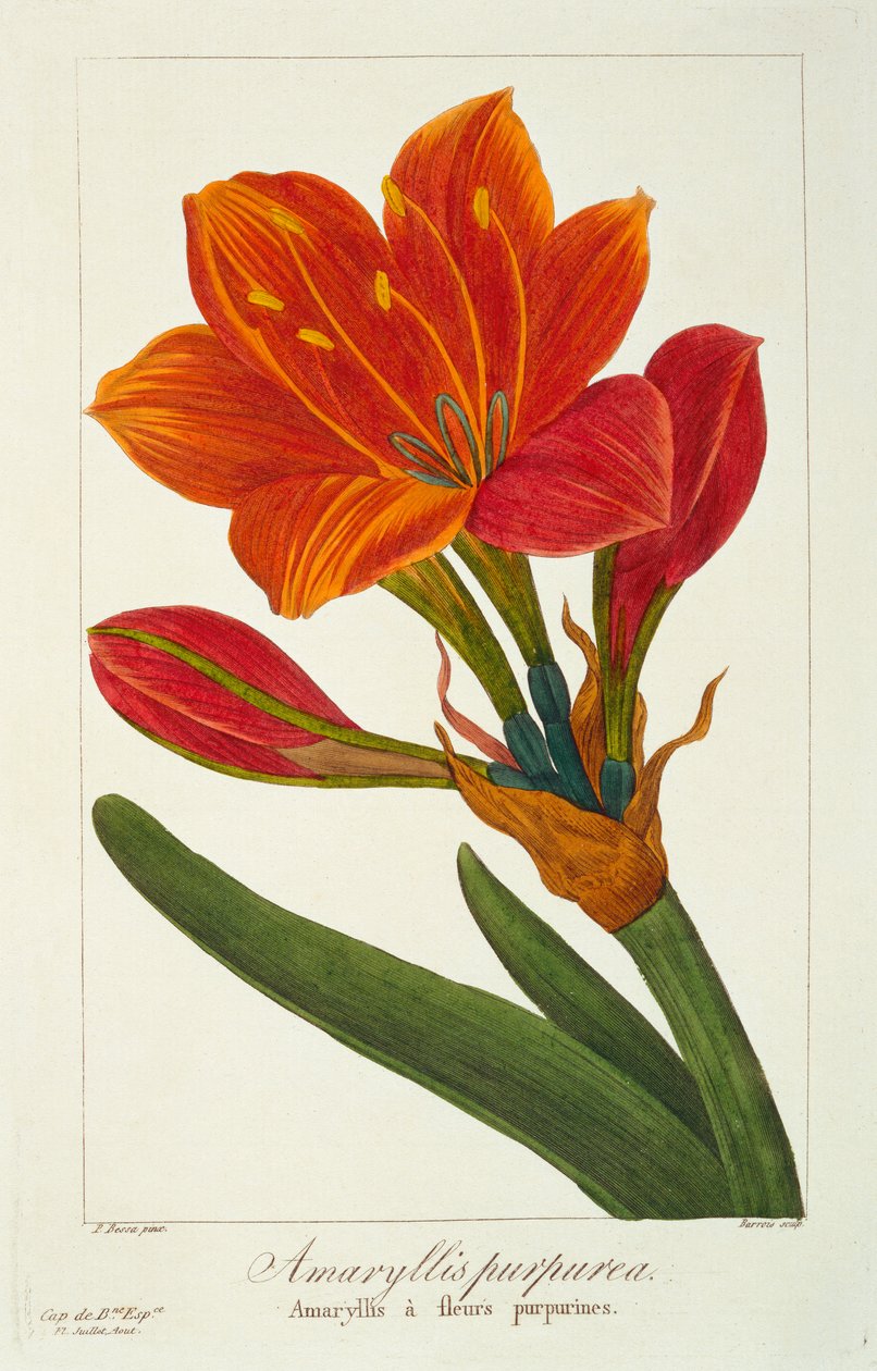 Amaryllis Purpurea, pub. 1836 de Panacre Bessa