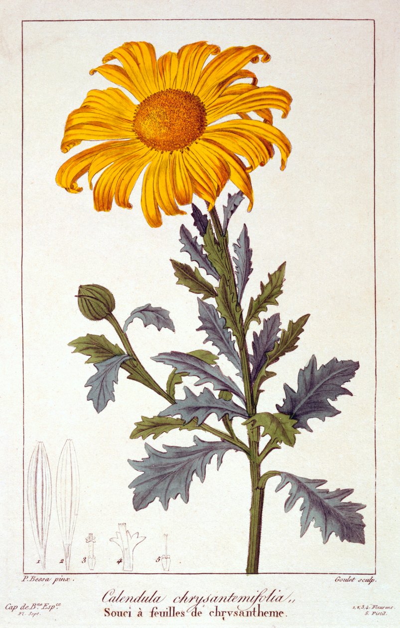 Calendula officinalis Caléndula de Panacre Bessa