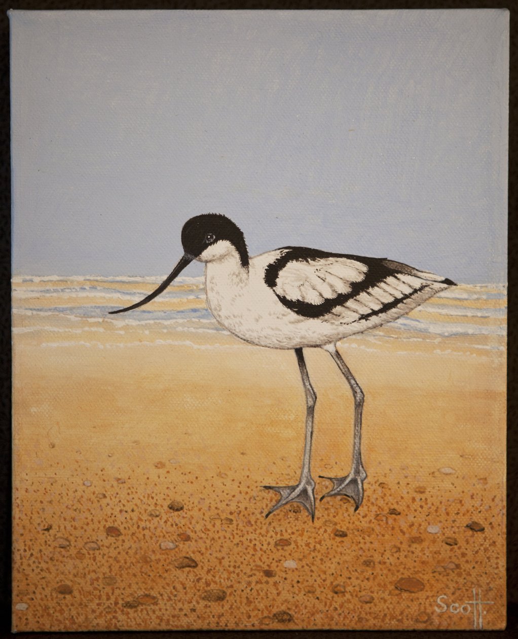 Avocet, 2016 de Pat Scott