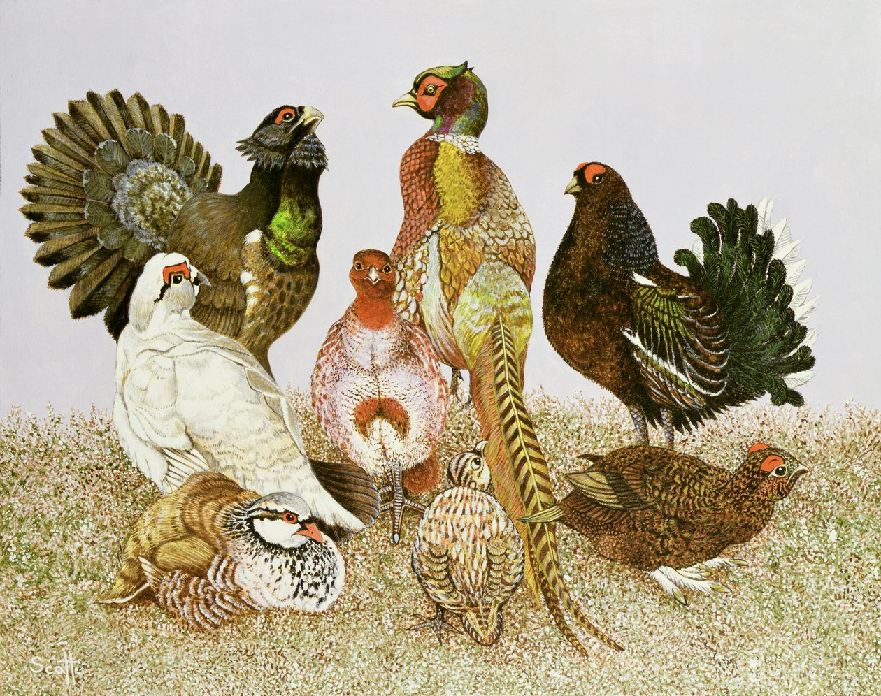 Aves de caza de Pat Scott
