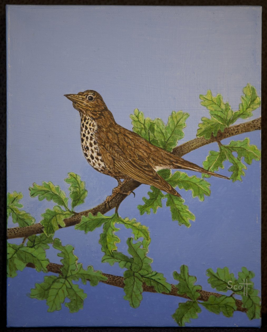 Mistle Thrush, 2016 de Pat Scott