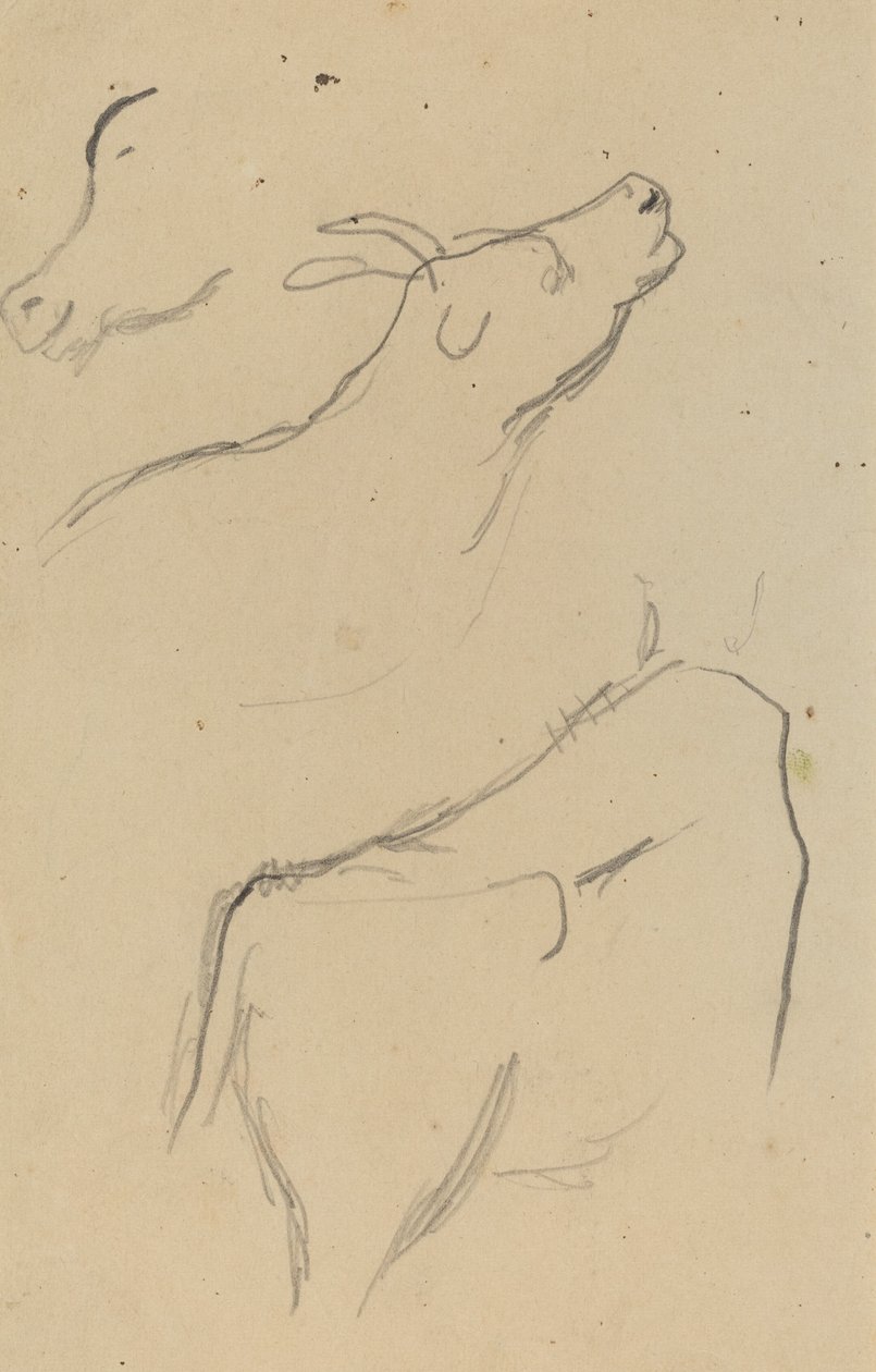 Estudios de una vaca (verso) de Paul Gauguin
