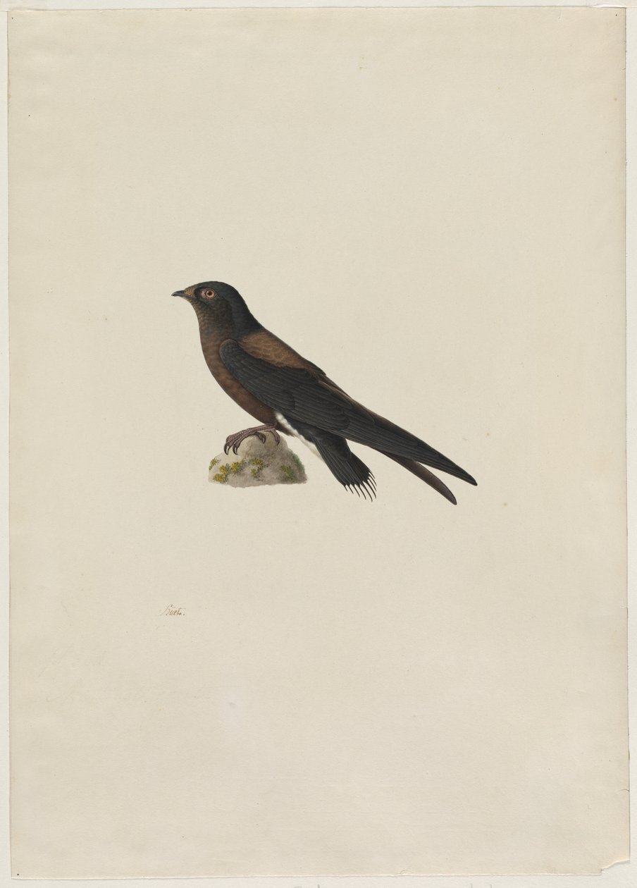 Vencejo colinegro Hirundapus caudaculus, 1800s de Paul Huet