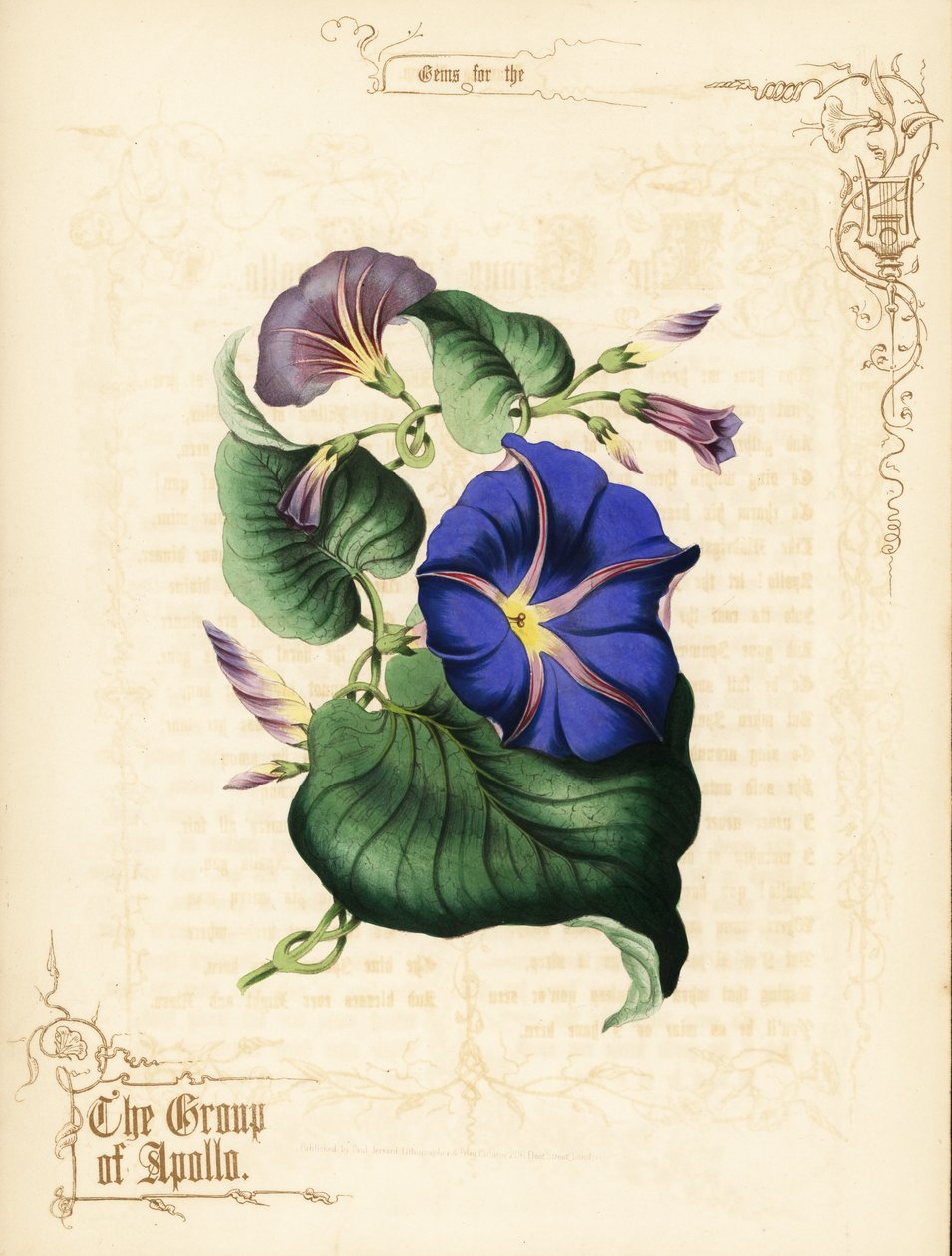 Flores y follaje de Morning glory. de Paul Jerrard