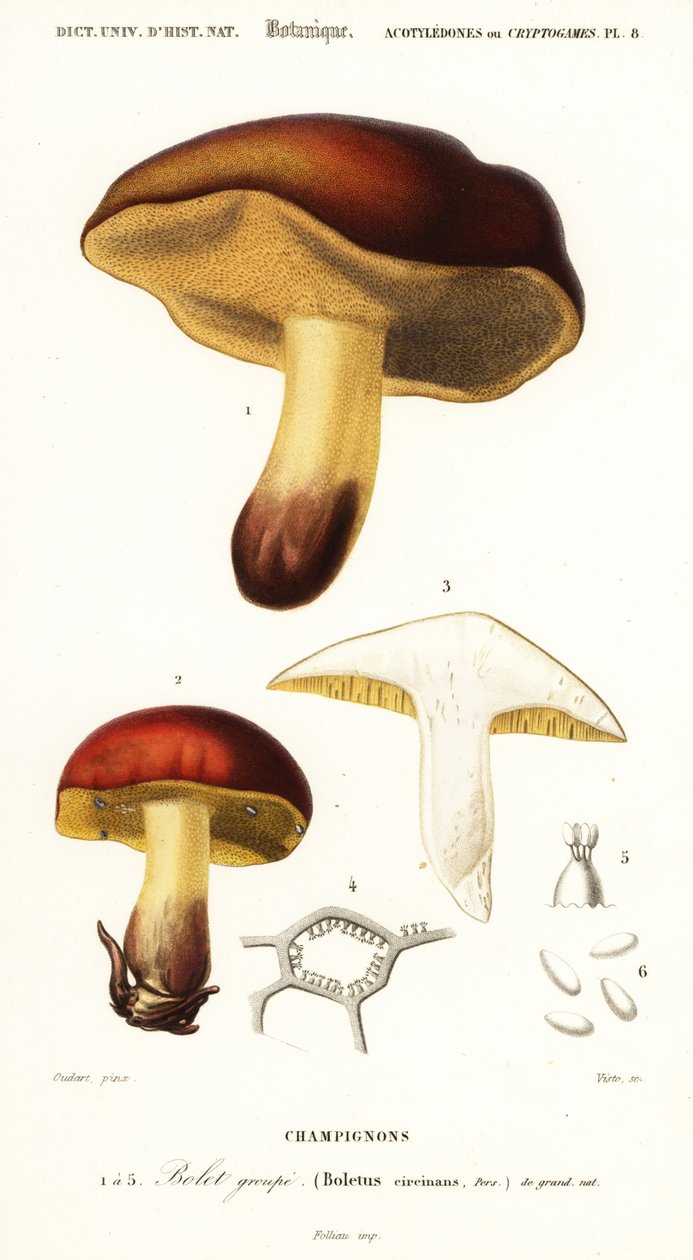Boletus circinans, 1849 (grabado) de Paul Louis Oudart