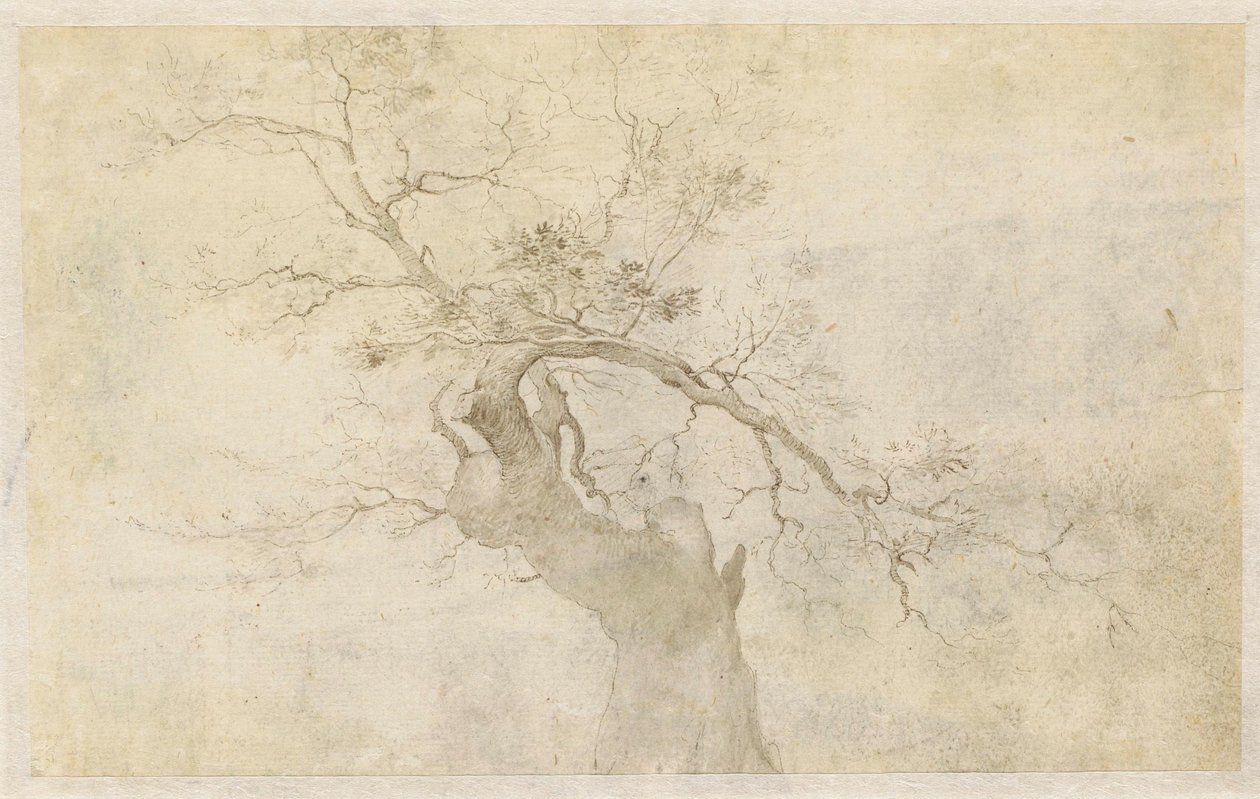 Estudio de un árbol nudoso de Paulus Willemsz. van Vianen