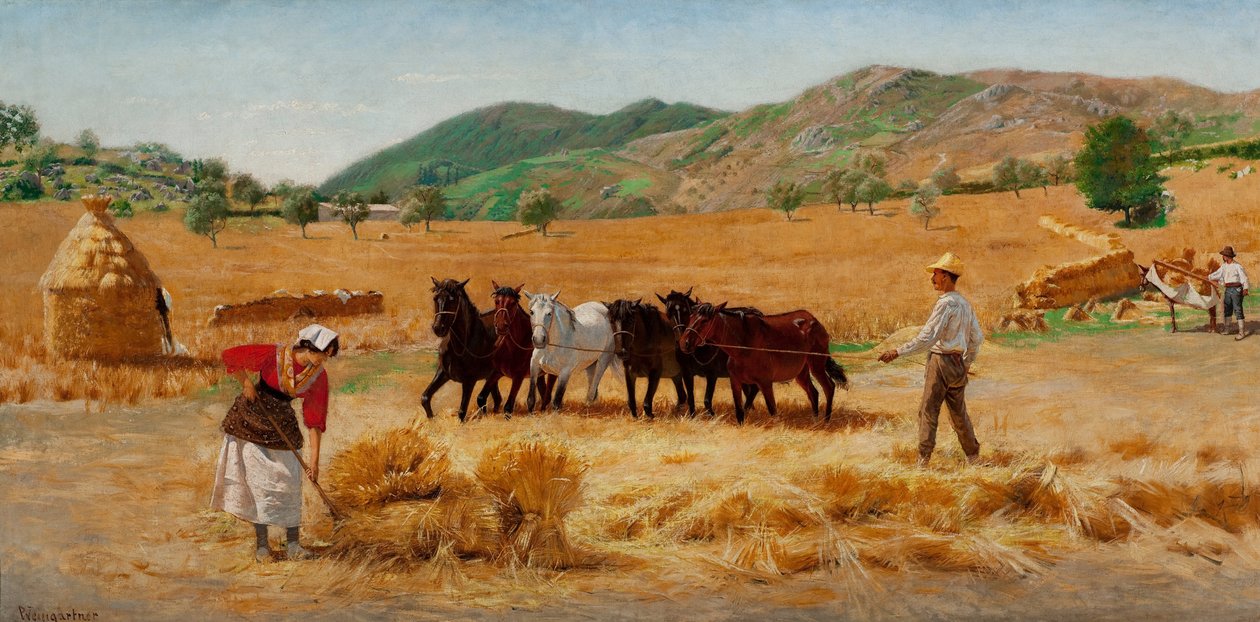 Cosecha en Anticoli de Pedro Weingärtner