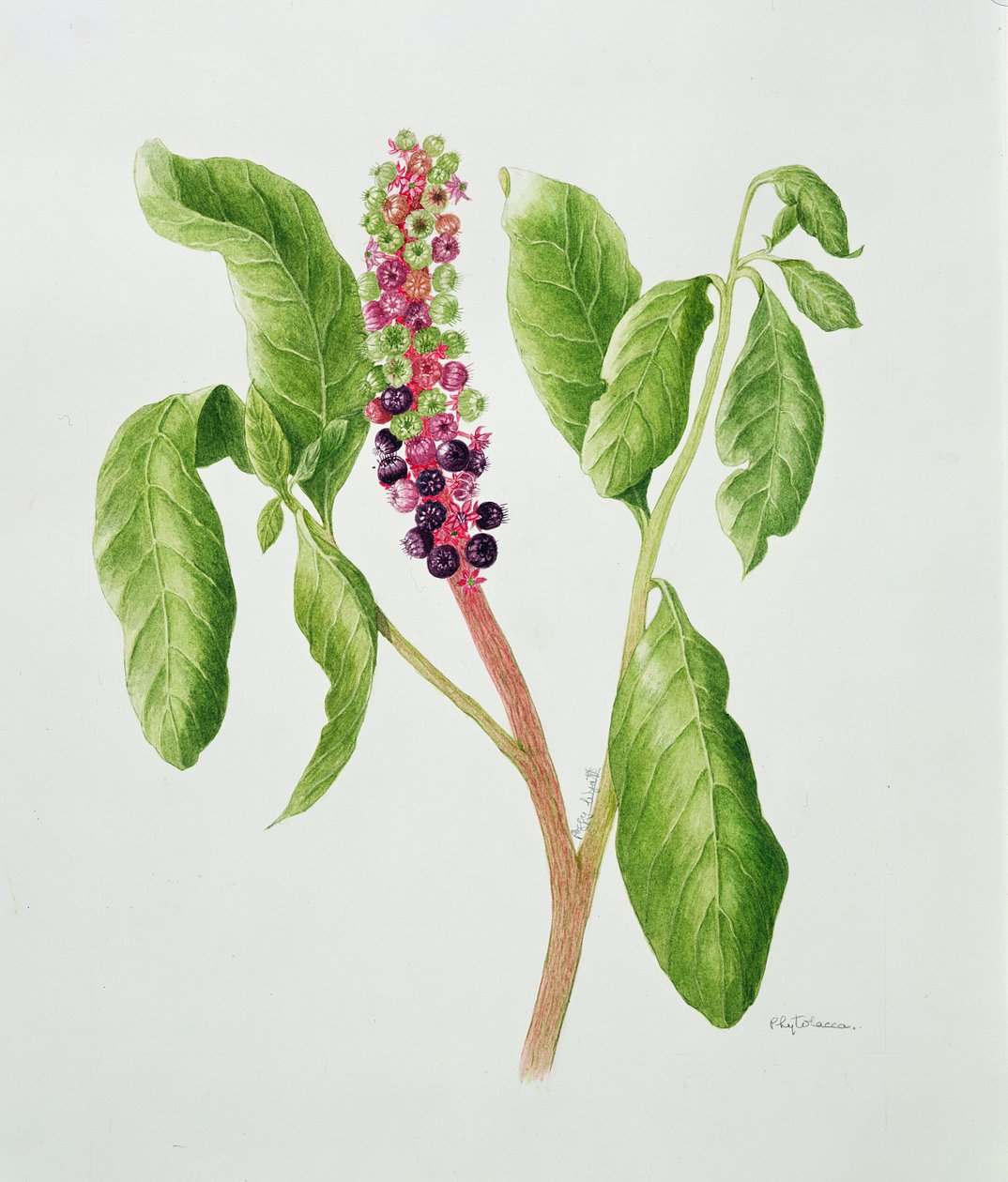 Phytolacca (acuarela) de Peggy Wyatt