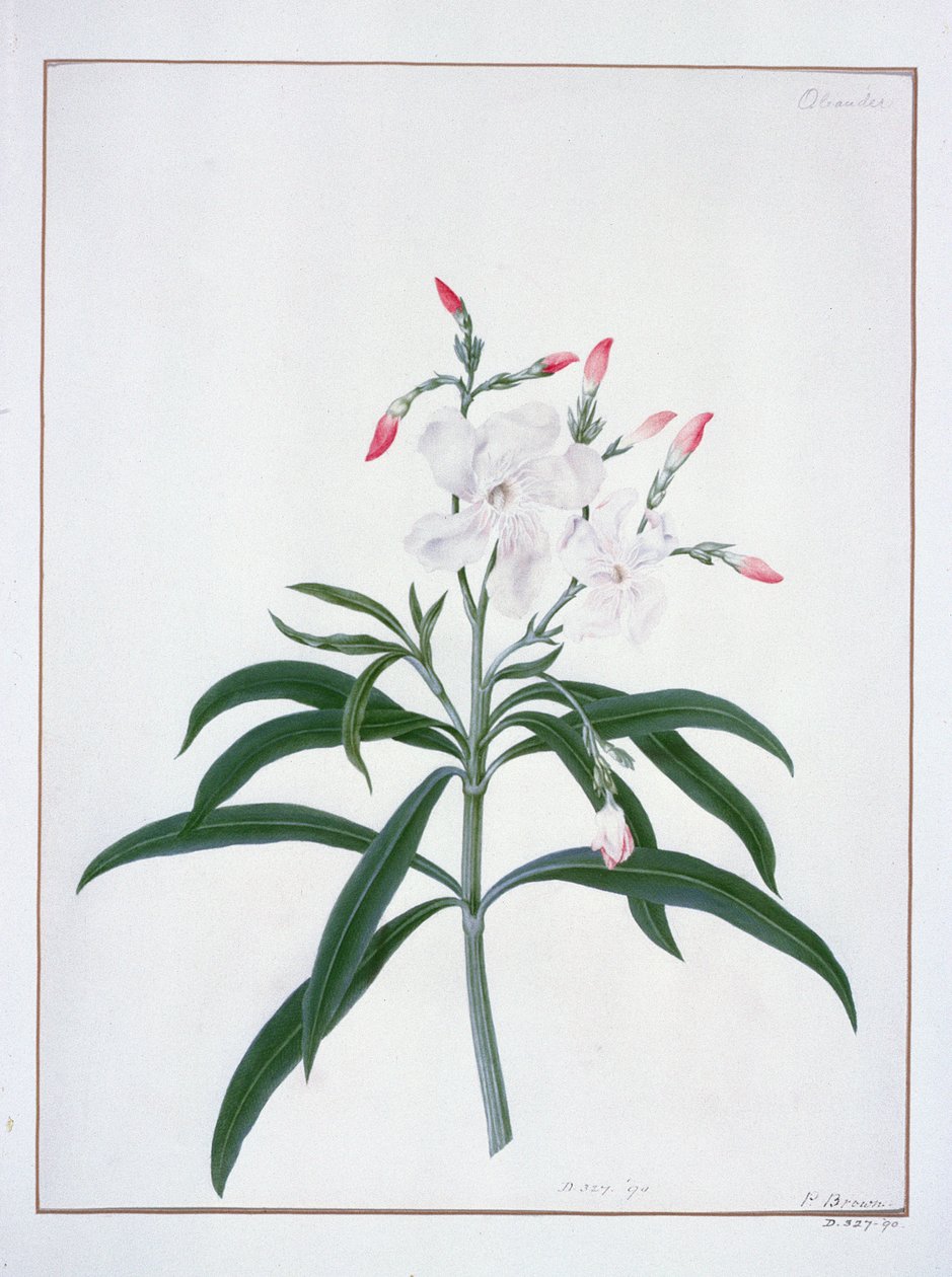 Estudios de flores, siglo XVIII de Peter Brown