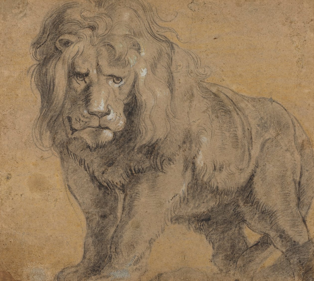 León de Peter Paul Rubens