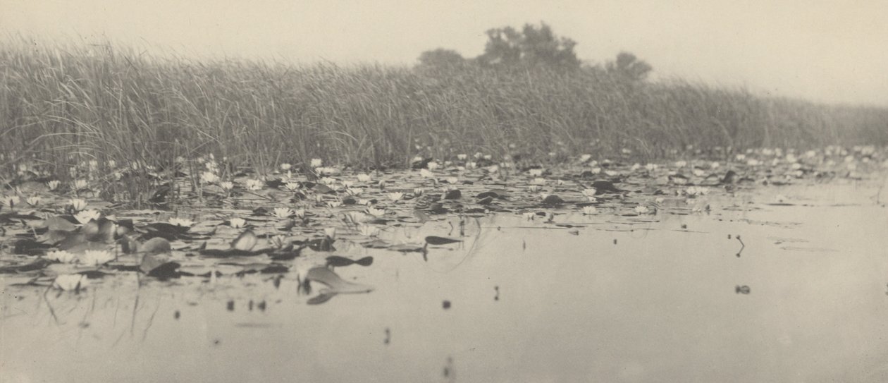 Nenúfares de Peter Henry Emerson and T.F. Goodall