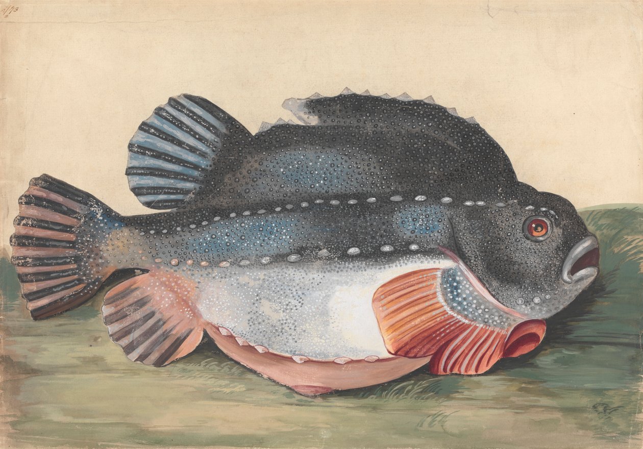 Lumpsucker (Hombre) de Peter Paillou the younger