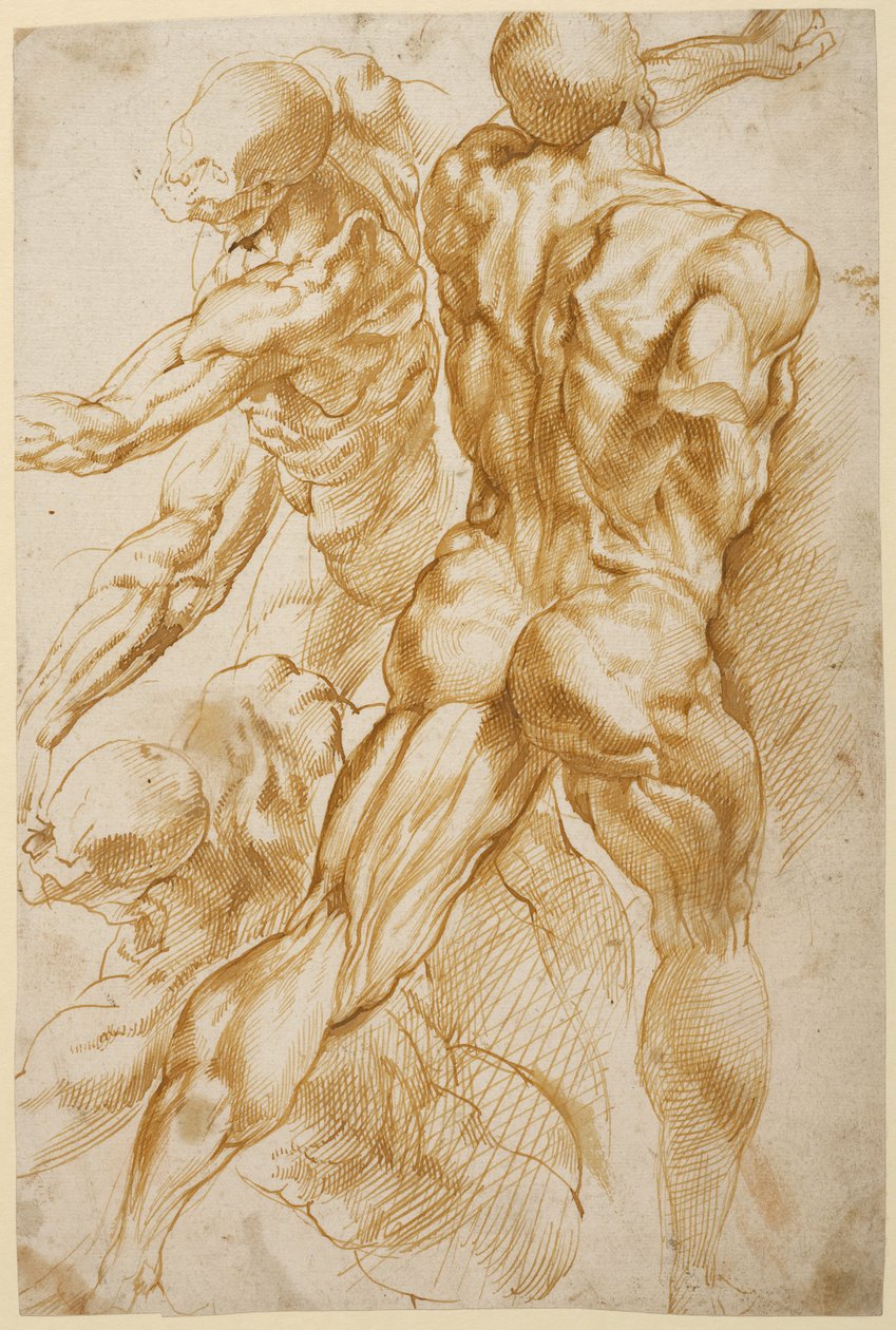 Estudios anatómicos de Peter Paul Rubens
