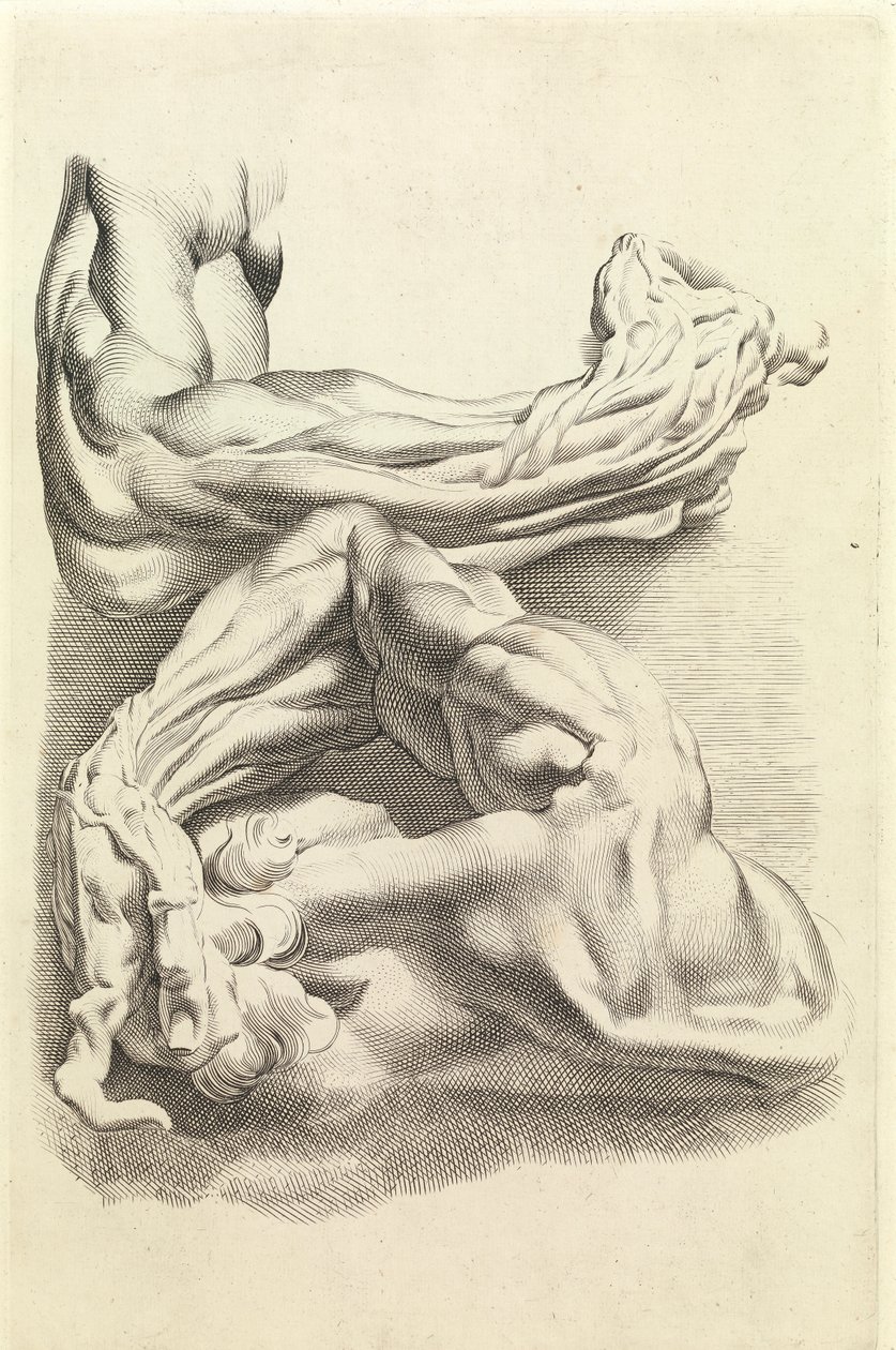 Músculos (grabado) de Peter Paul Rubens