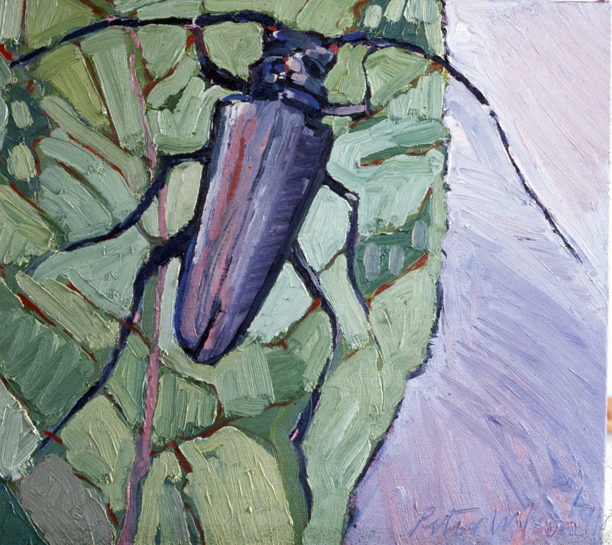 Escarabajo almizclero de Peter Wilson