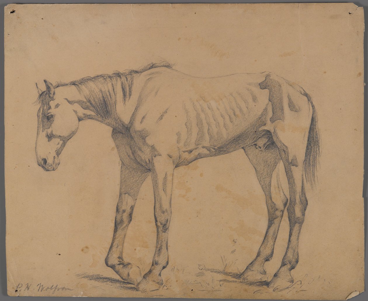 Caballo (grafito sobre papel) de Philip H. Wolfrom