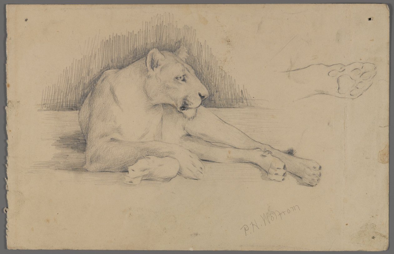 Leona sentada de Philip H. Wolfrom