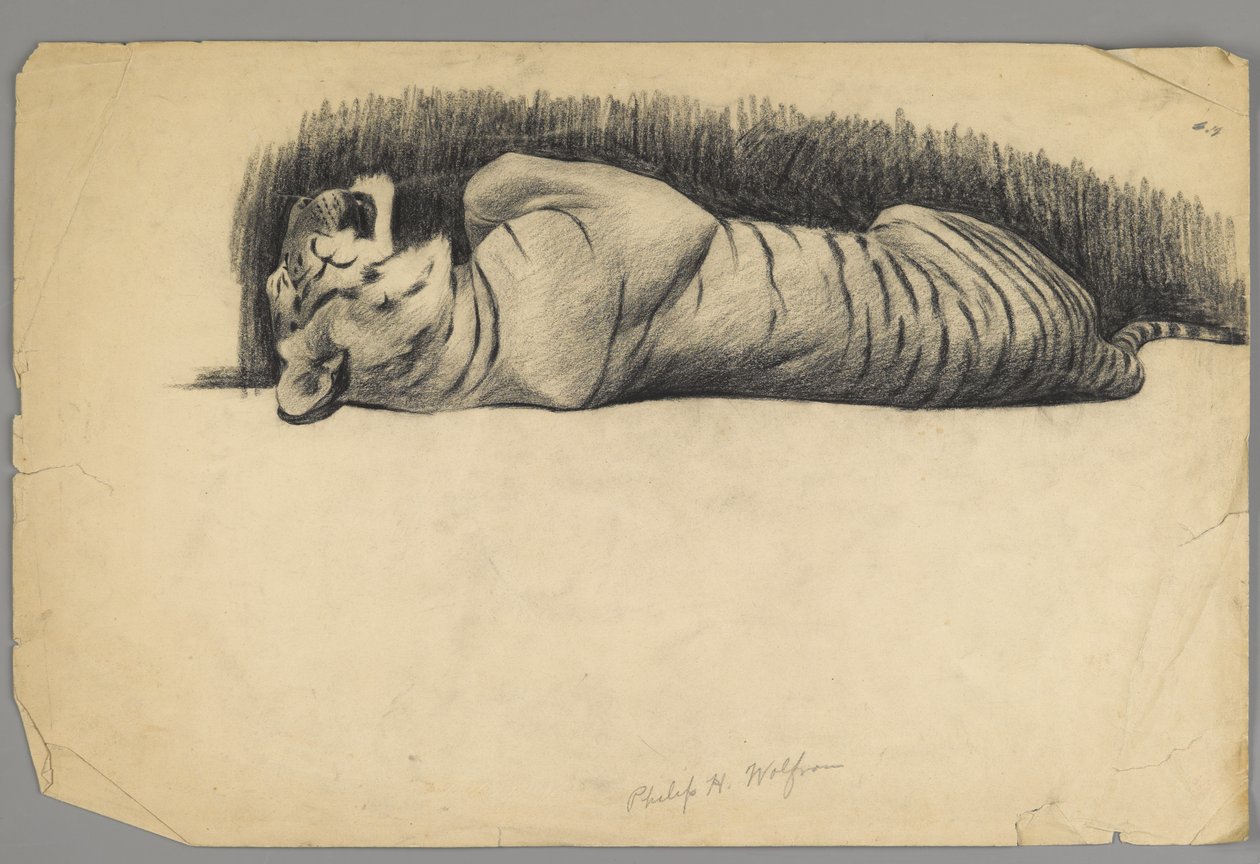 Tigre durmiendo de Philip H. Wolfrom