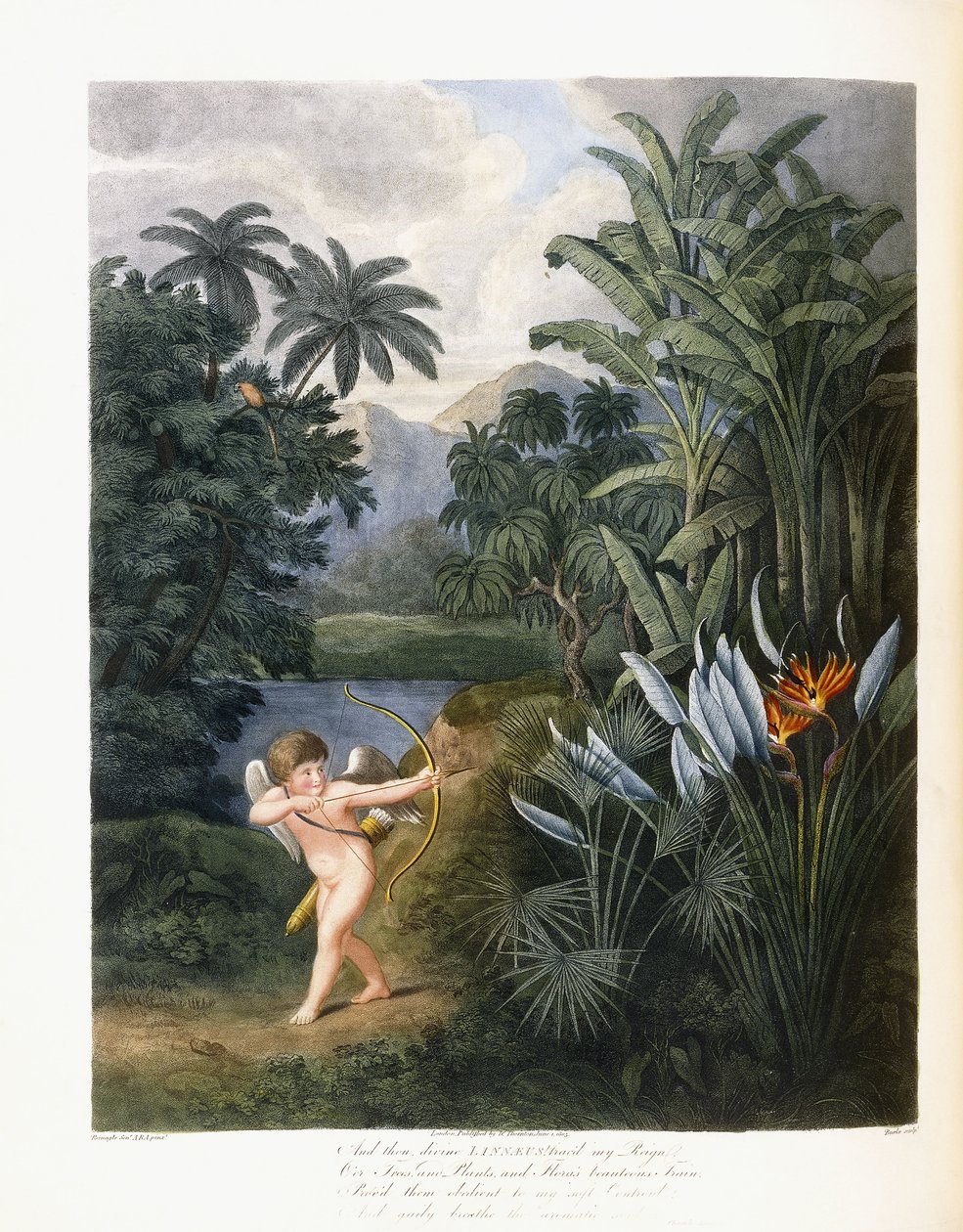 Y luego el divino Linneo, c.1796-1807 de Philip Reinagle