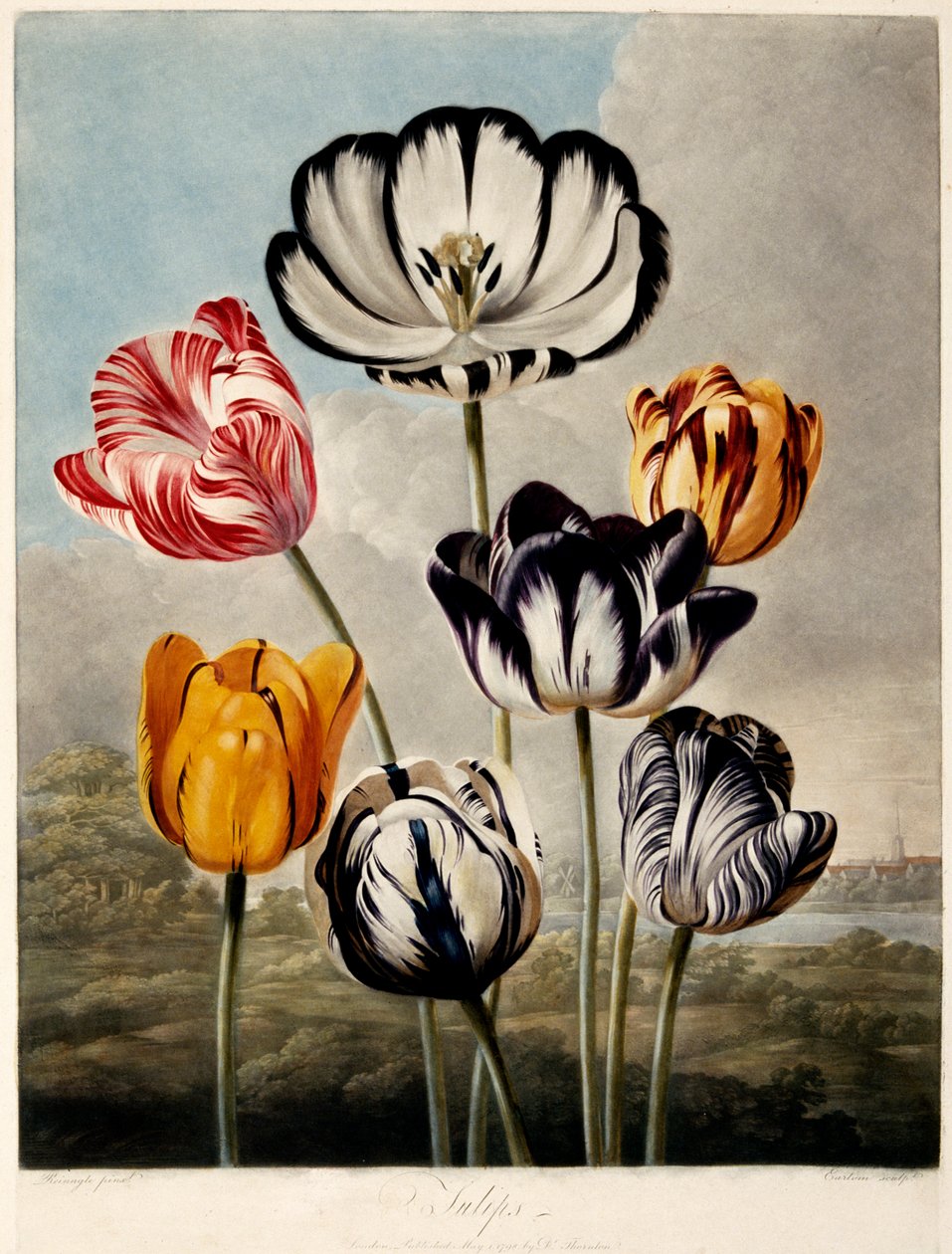 Tulipanes, 1798 de Philip Reinagle