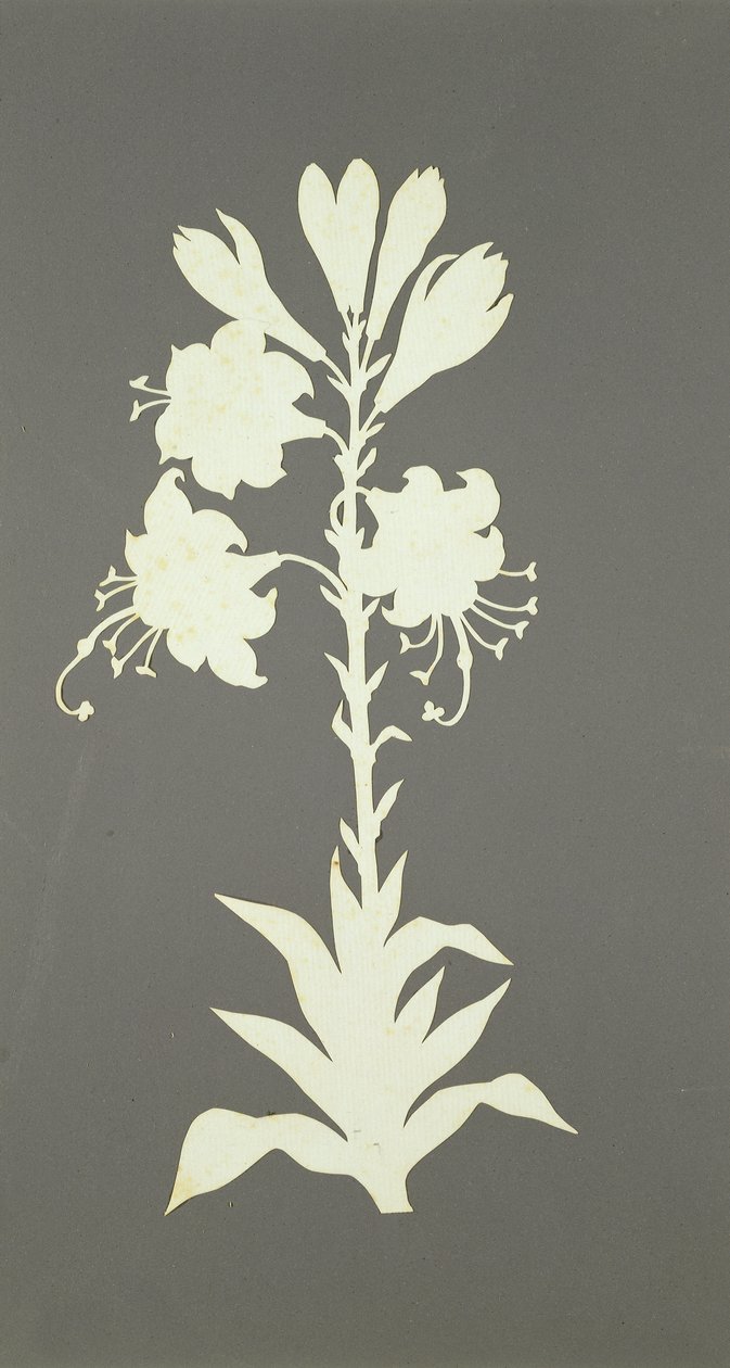 Flor de Philipp Otto Runge