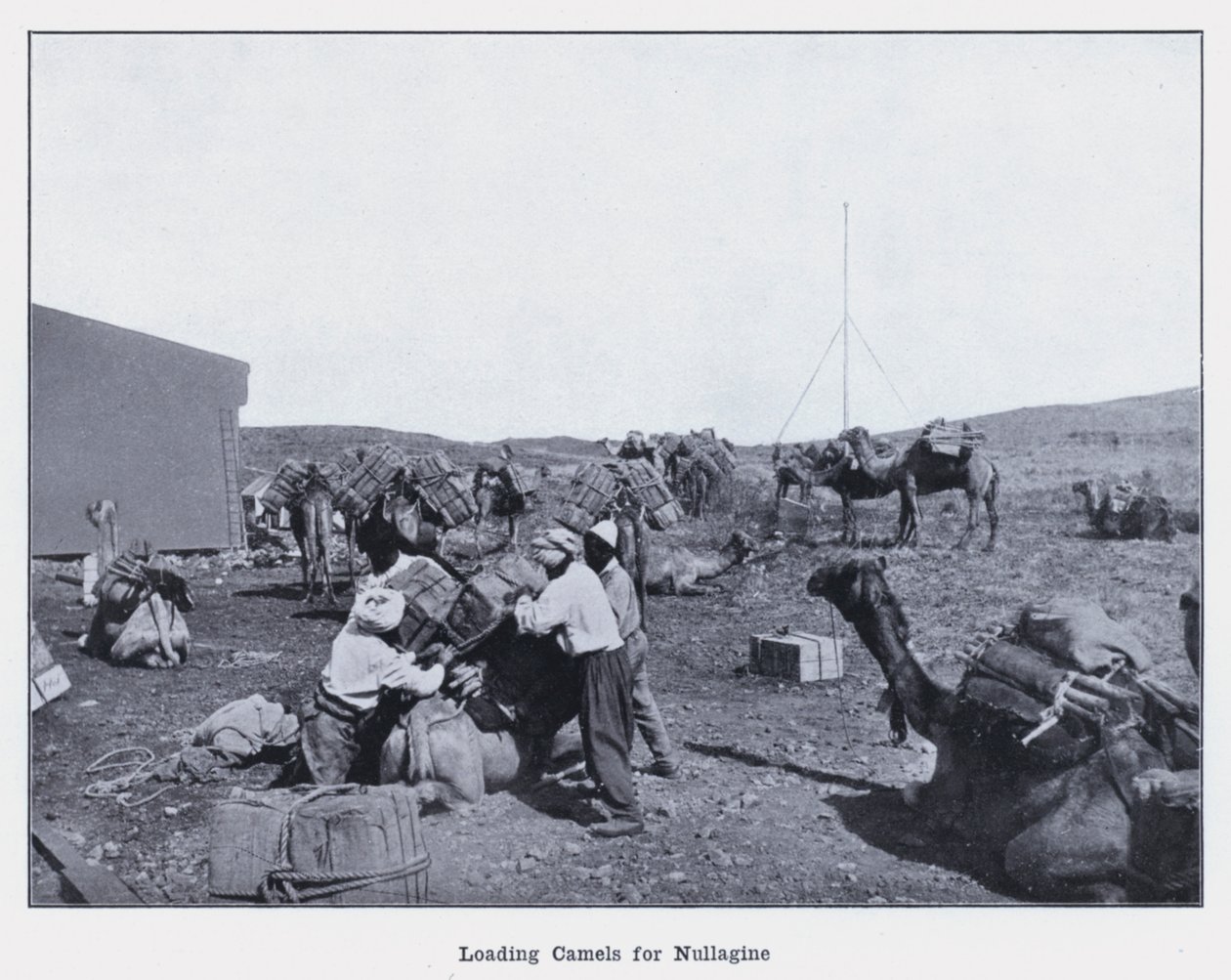 Cargando camellos para Nullagine de Photographer Australian