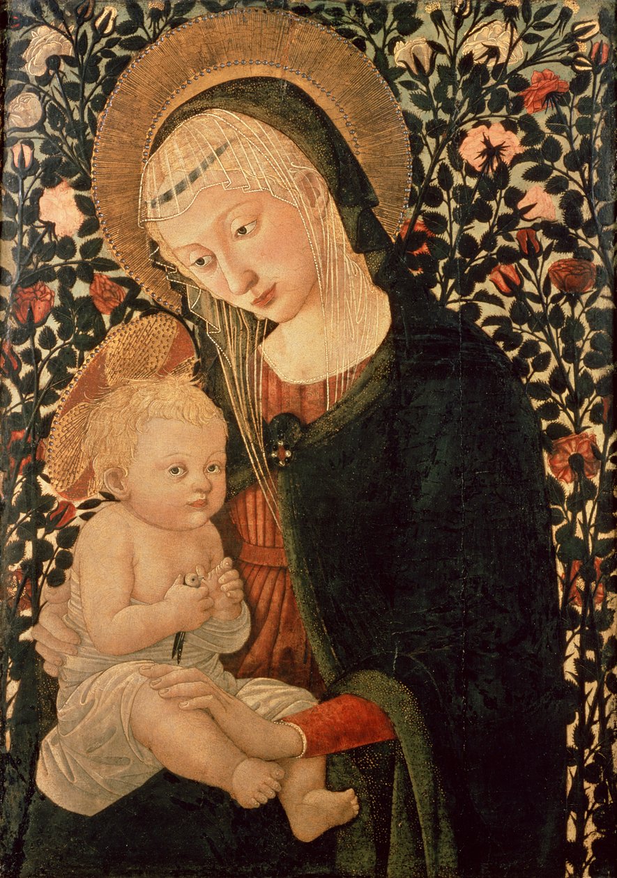 Imagen desconocida de Pier Francesco Fiorentino