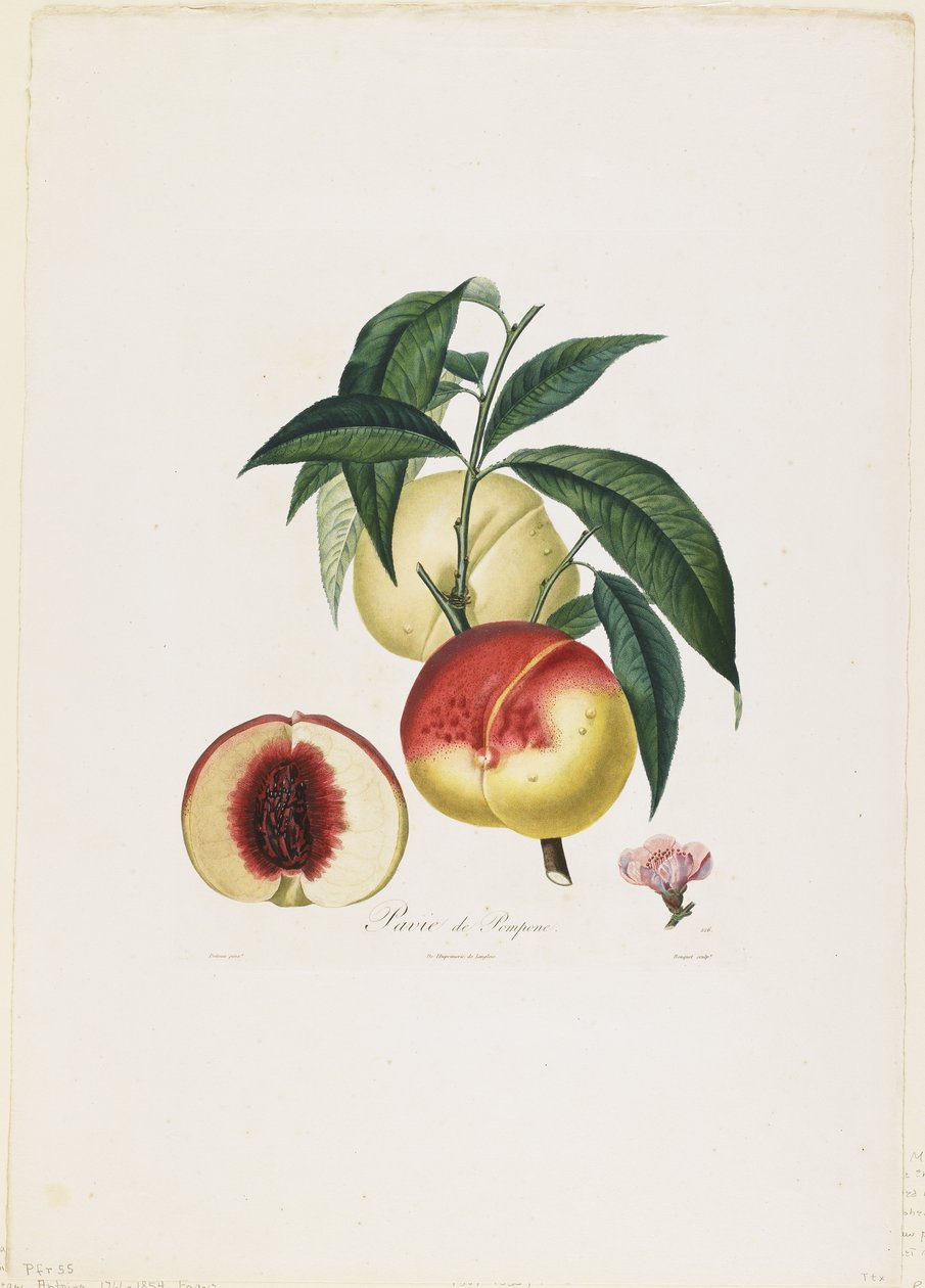 Pavie de Pompone. (Duraznos), de Traite des Arbres Fruitiers, 1807-35 de Pierre Antoine Poiteau