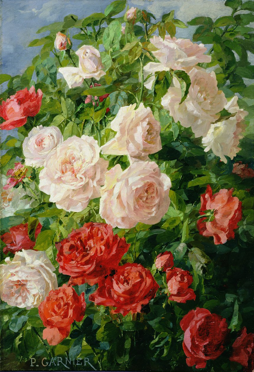 Rosas rosas de Pierre Garnier