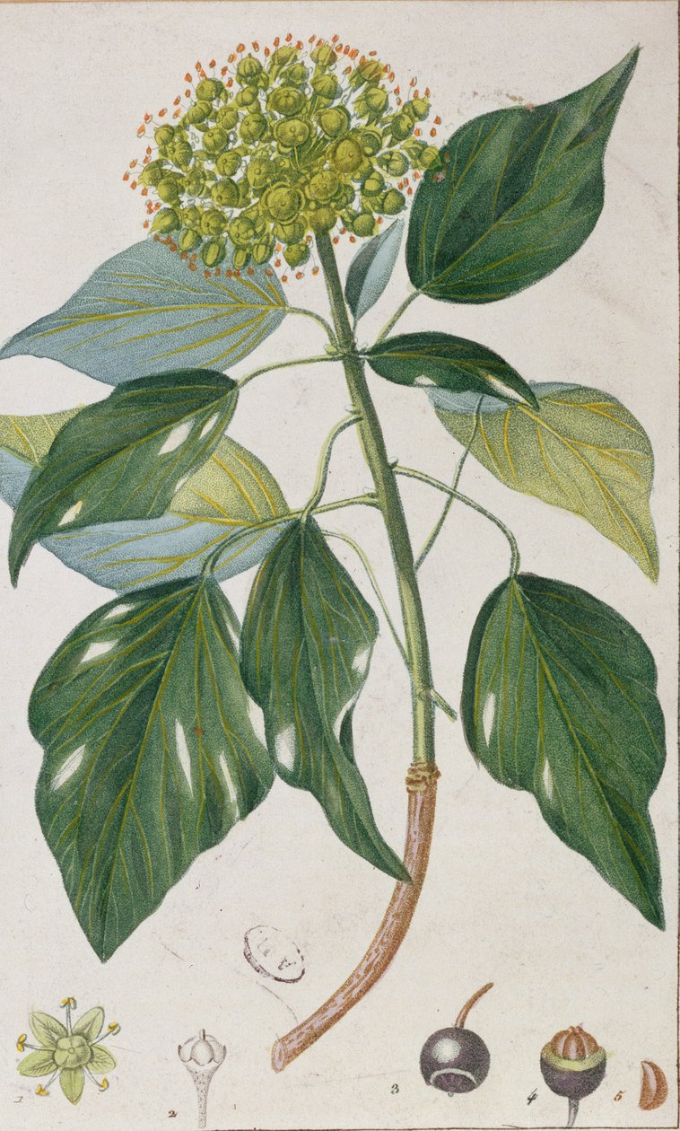 Hiedra trepadora, placa botánica, c.1820 de Pierre Jean Francois Turpin