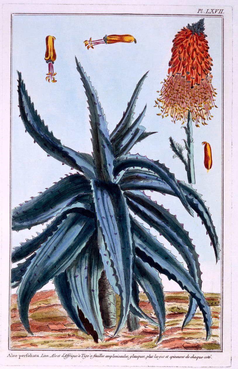 Aloe, ilustración de 