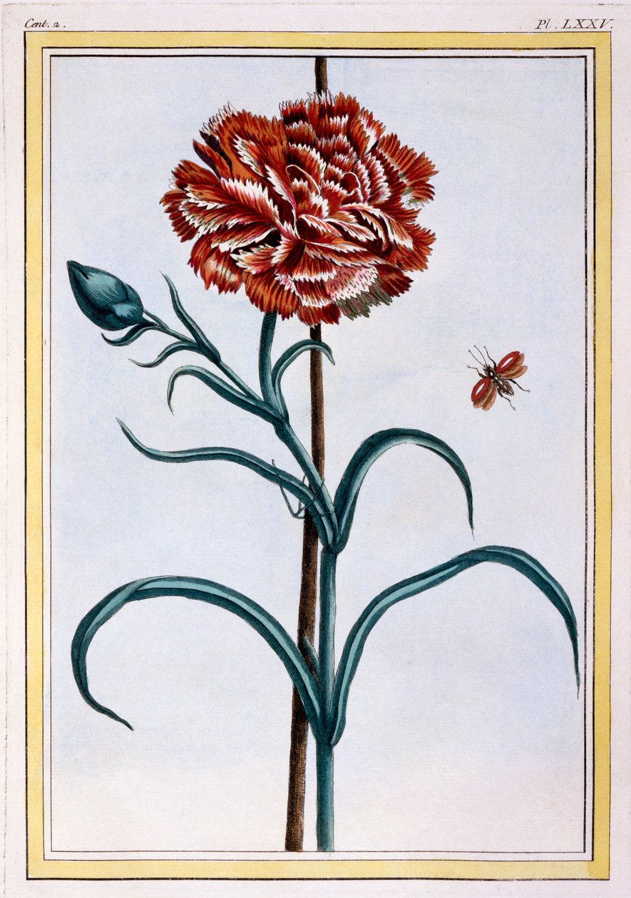 Clavel, c.1776 de Pierre Joseph Buchoz