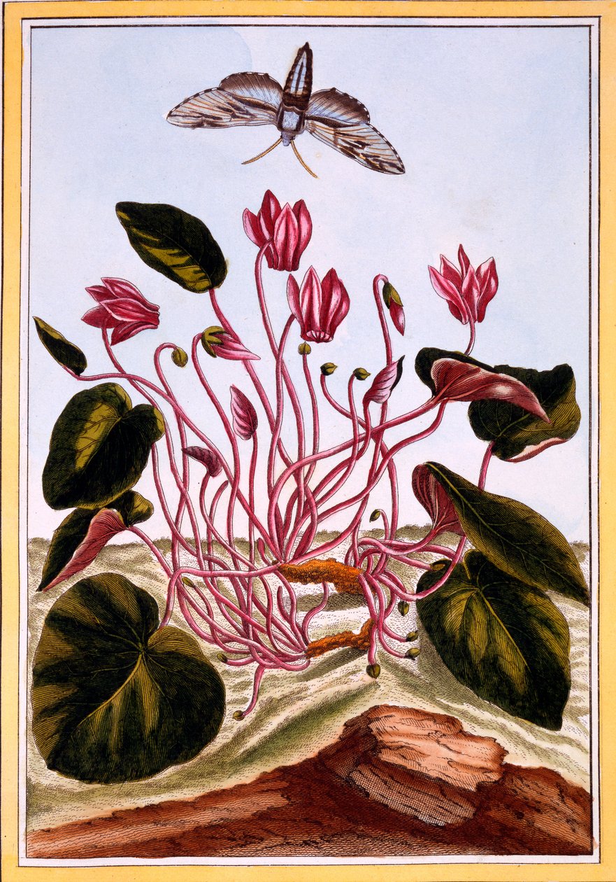 Ciclamen, c.1766 de Pierre Joseph Buchoz