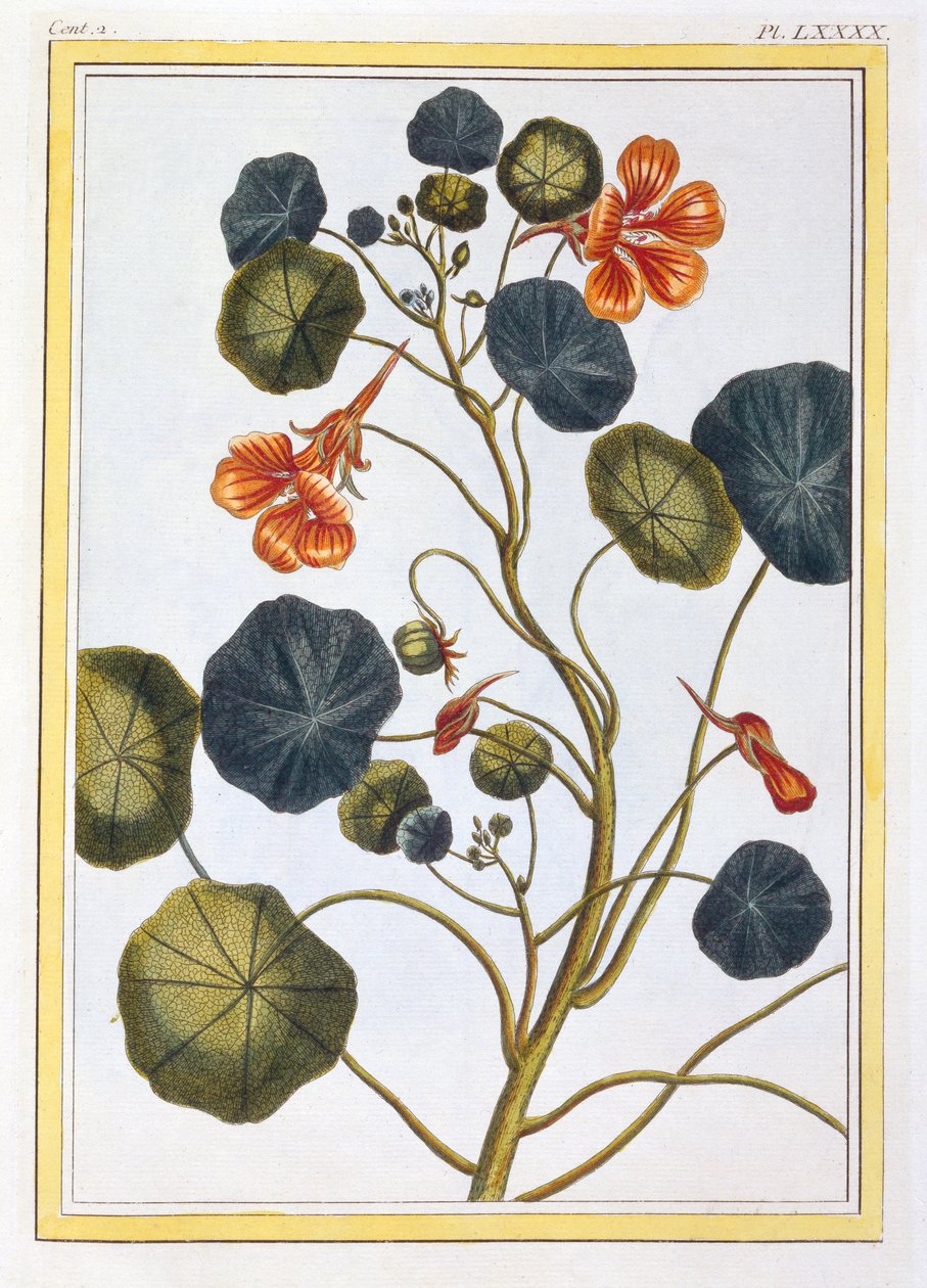 La Capuchina (Nasturtium), c.1776 de Pierre Joseph Buchoz