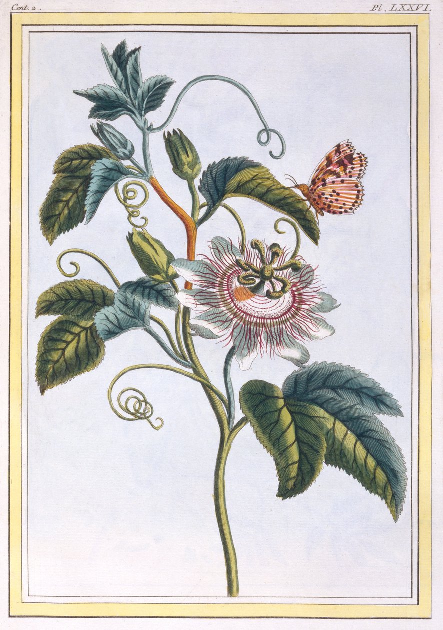 La Grenadille o Le Maracot (Flor de la Pasión Azul), c.1766 de Pierre Joseph Buchoz