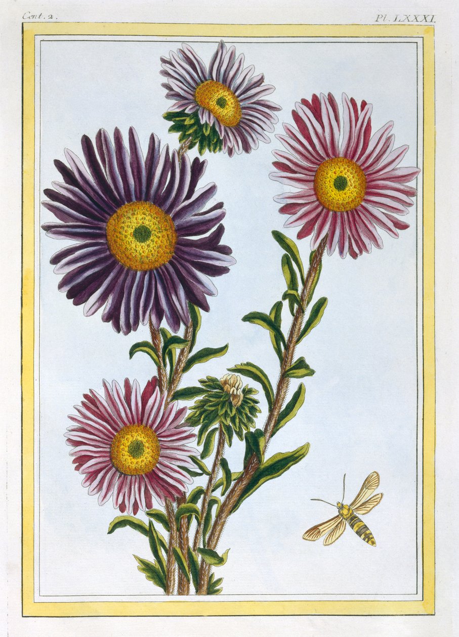Margarita de Livingstone Dorothanthus, c.1776 de Pierre Joseph Buchoz