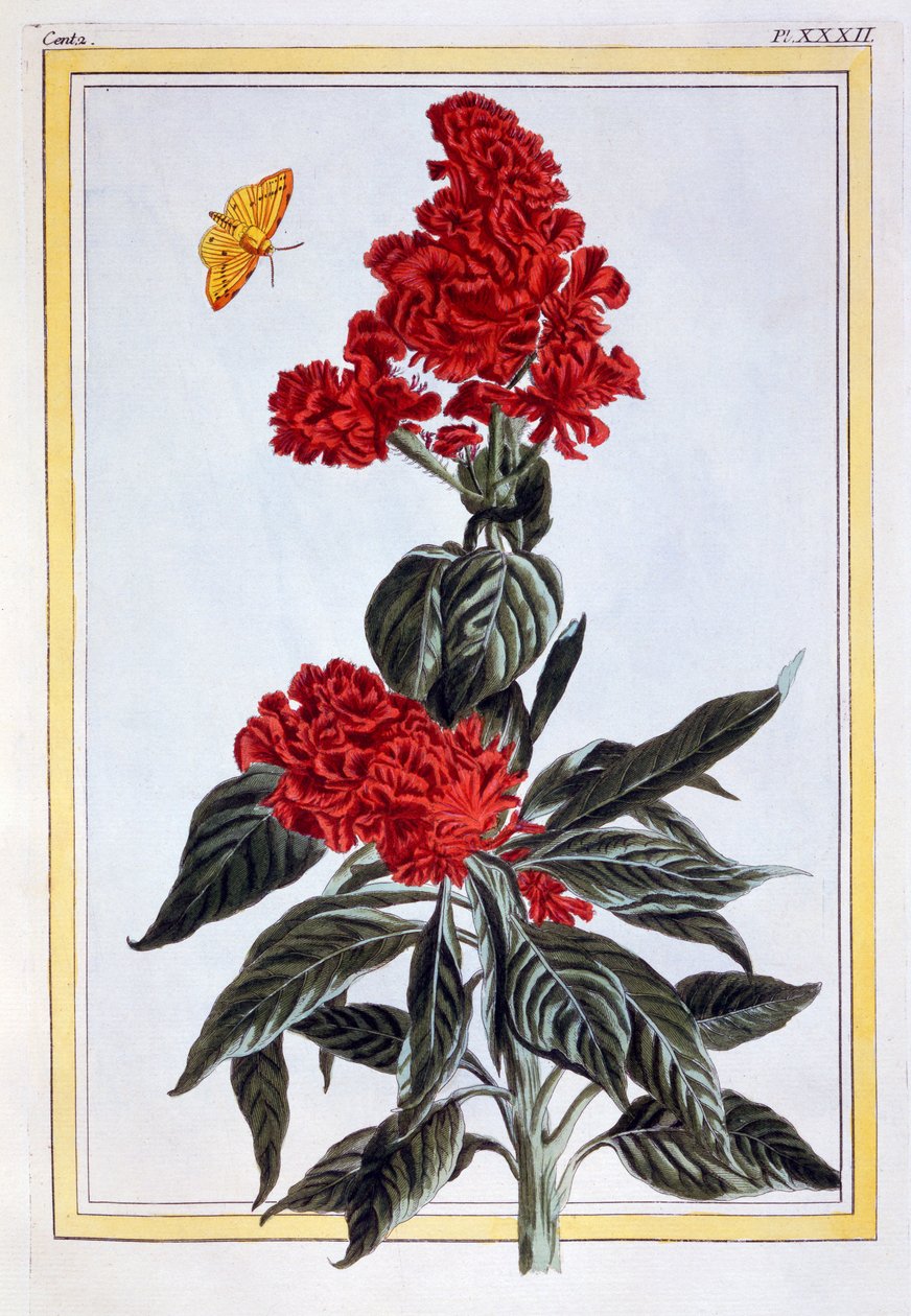 Variedad de Amaranthus, c.1766 de Pierre Joseph Buchoz
