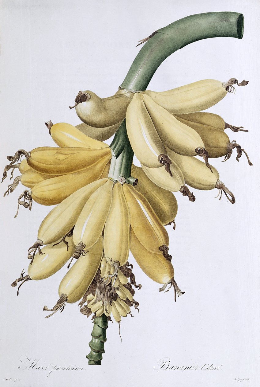 Banana, 1816 de Pierre Joseph Redouté