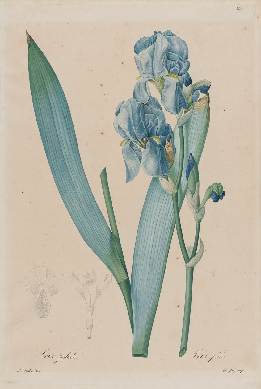 Iris Dálmata (Iris pallida), lámina 366, vol. 7 de Pierre-Joseph Redouté, Les Liliacées, París de Pierre Joseph Redouté