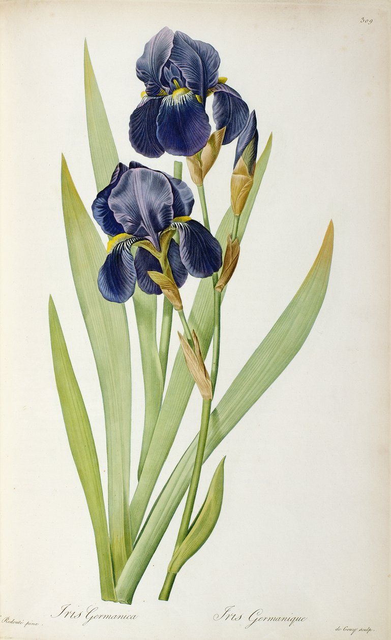 Iris Germanica, de `Les Liliacees