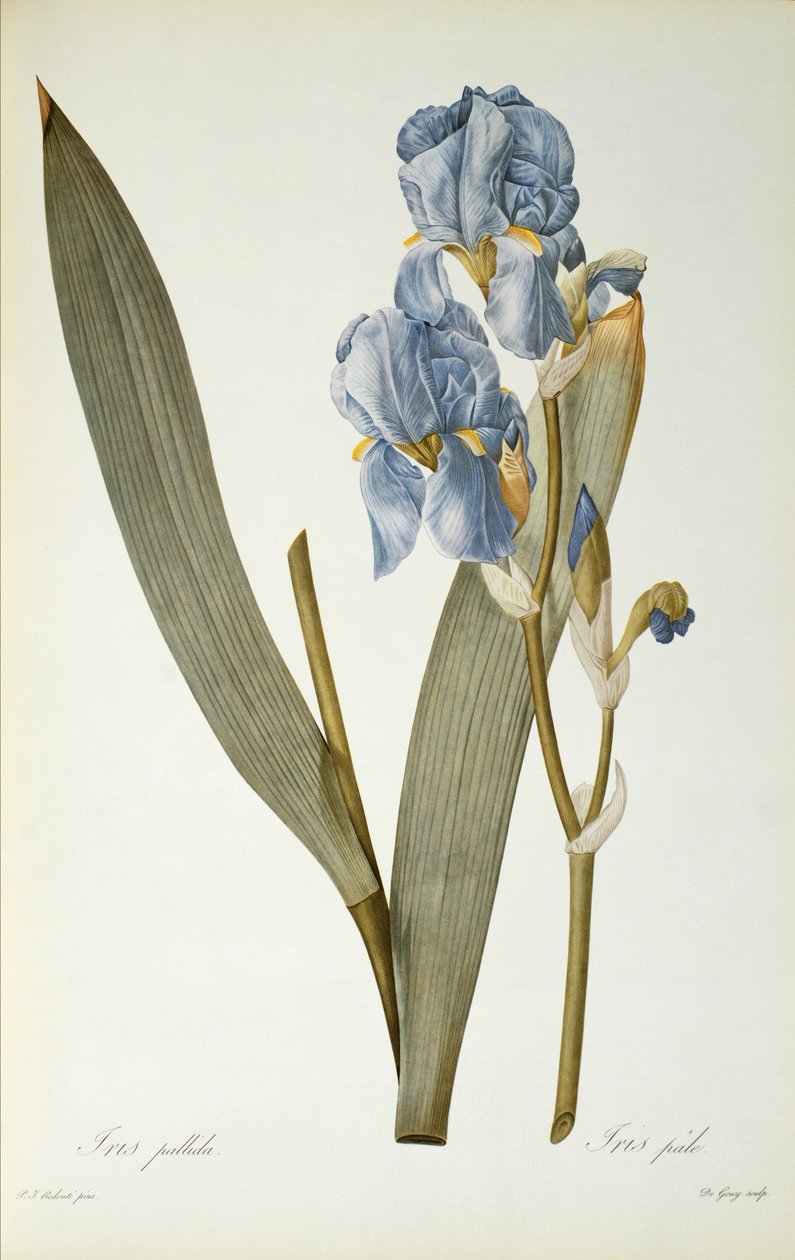 Iris Pálida, de 